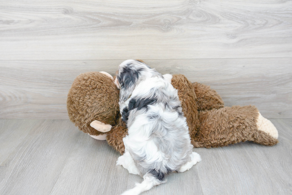 Fluffy Cavapoo Poodle Mix Pup