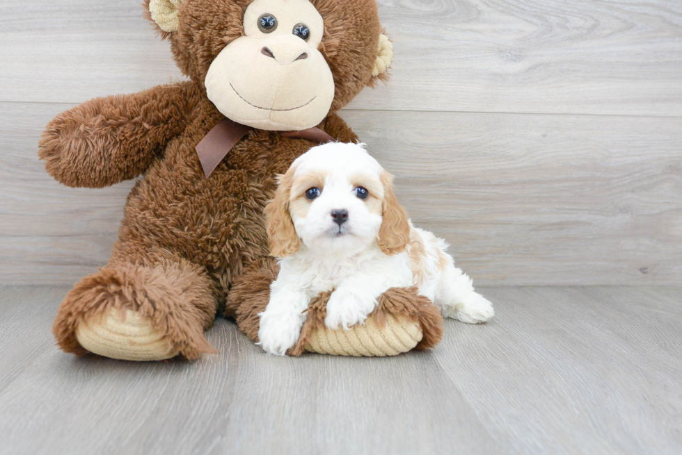 Best Cavapoo Baby