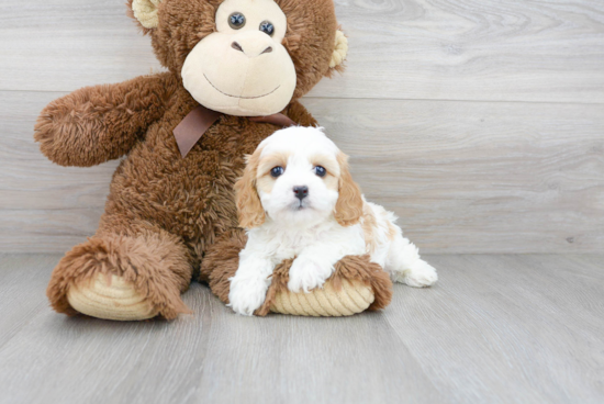 Best Cavapoo Baby