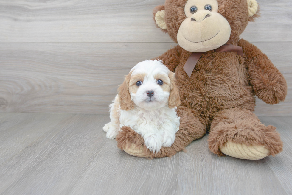 Cavapoo Puppy for Adoption