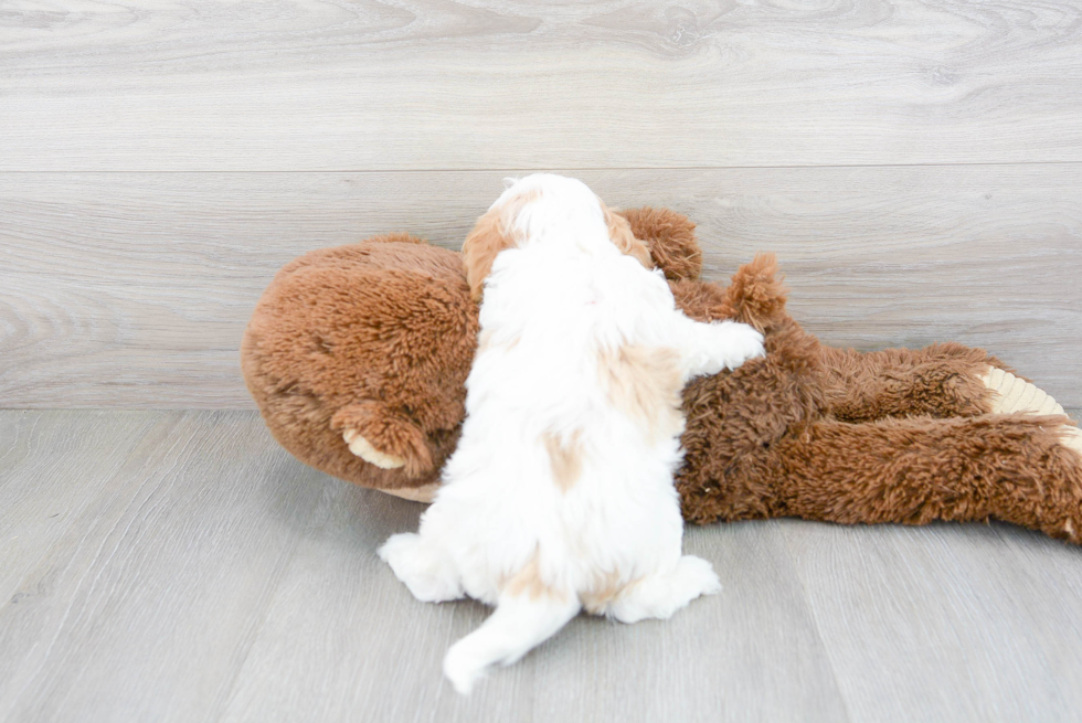 Cavapoo Pup Being Cute