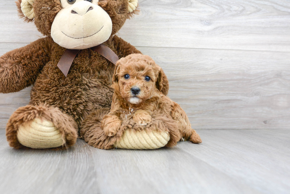 Funny Cavapoo Poodle Mix Pup