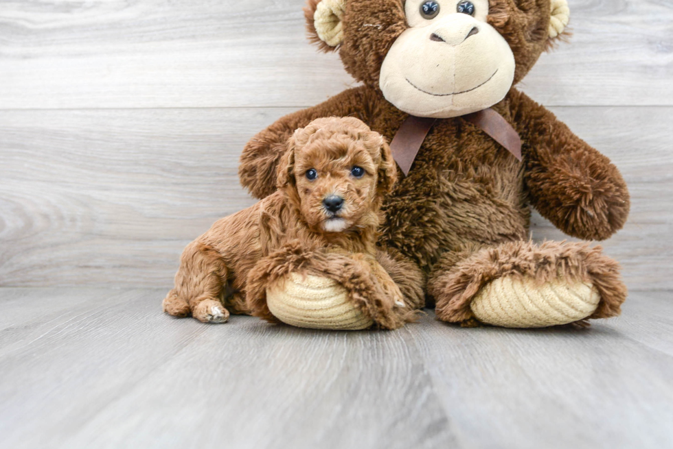 Popular Cavapoo Poodle Mix Pup