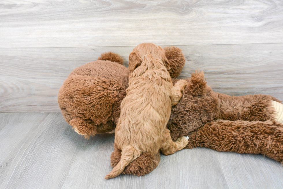 Cavapoo Pup Being Cute