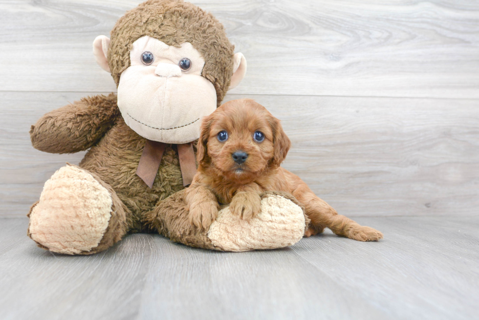 Cute Cavoodle Poodle Mix Puppy