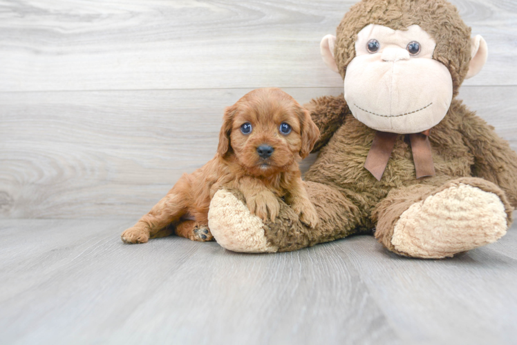 Best Cavapoo Baby