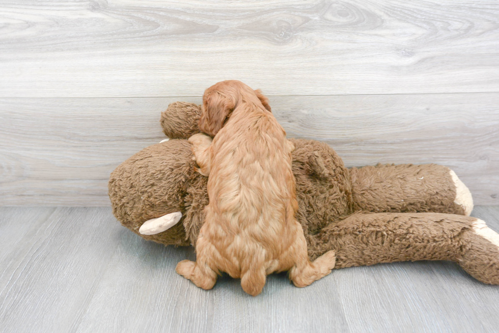 Cavapoo Pup Being Cute
