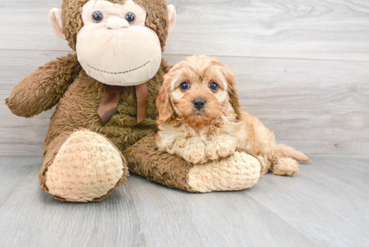 Petite Cavapoo Poodle Mix Pup