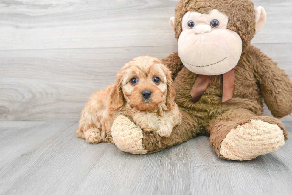 Cavapoo Puppy for Adoption