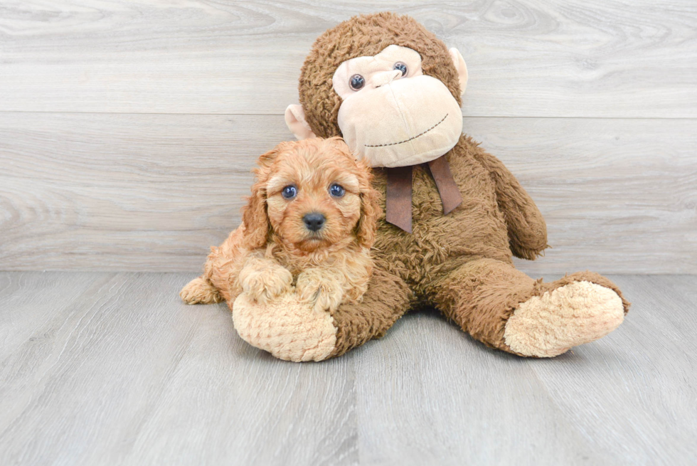 Adorable Cavoodle Poodle Mix Puppy