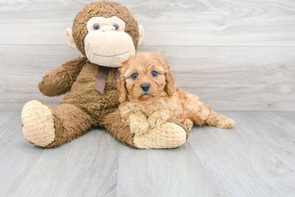 Sweet Cavapoo Baby