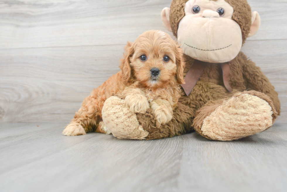 Cavapoo Puppy for Adoption