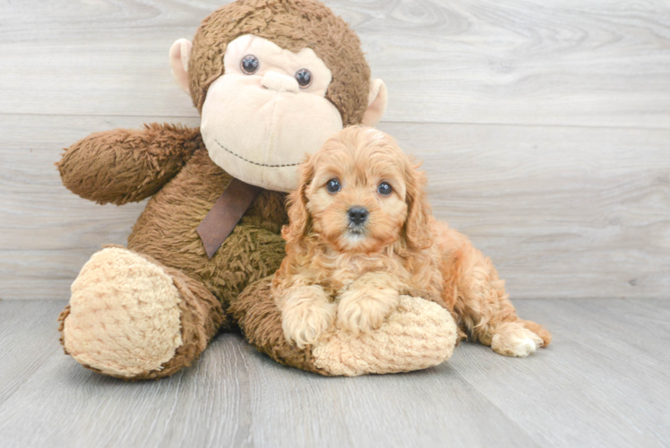 Cavapoo Pup Being Cute