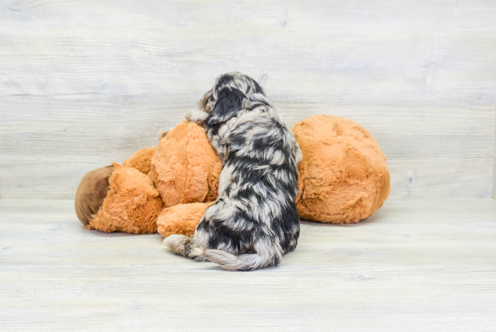 Petite Cavapoo Poodle Mix Pup