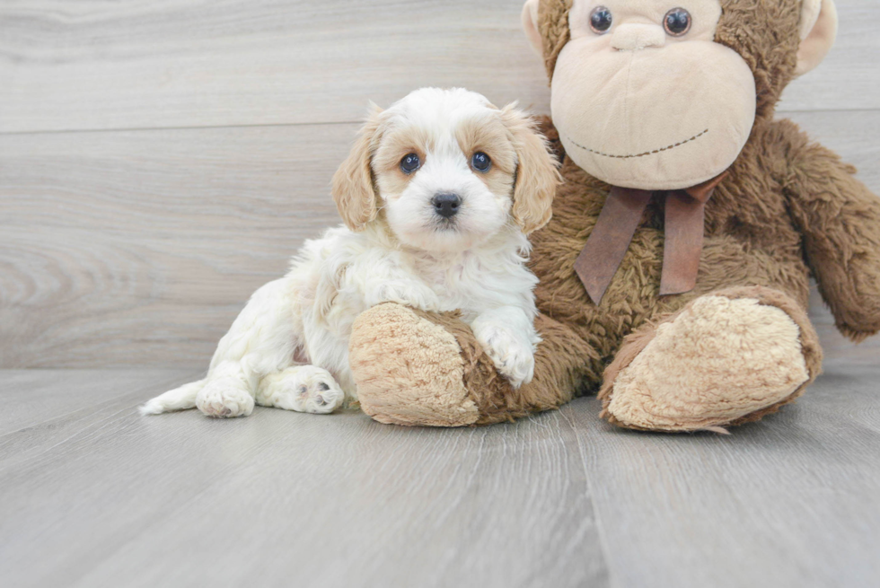 Small Cavapoo Baby