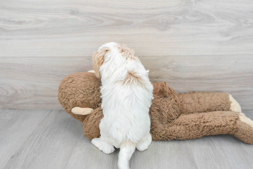 Cavapoo Pup Being Cute