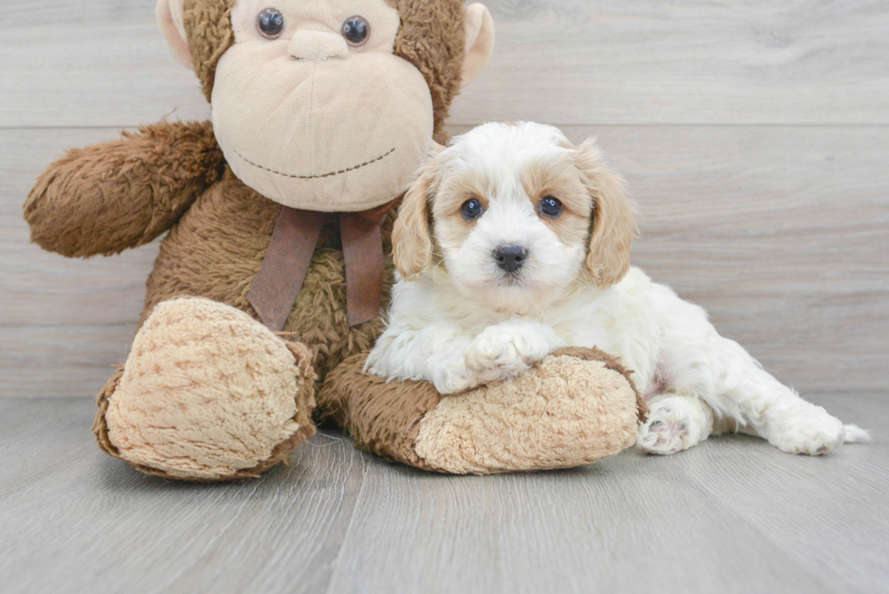 Best Cavapoo Baby