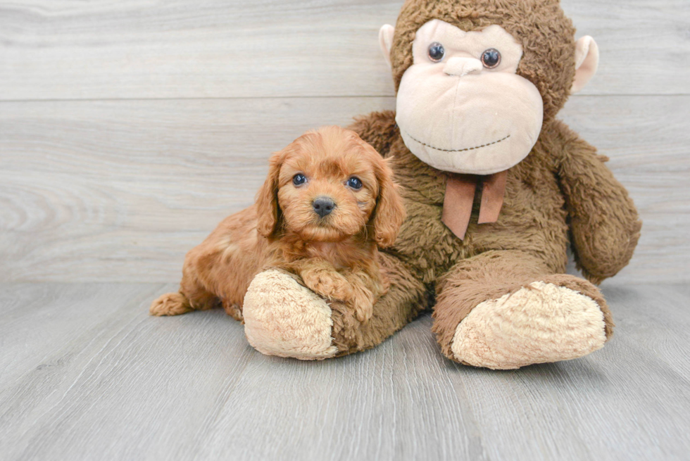 Cavapoo Pup Being Cute