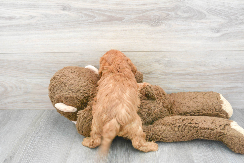 Energetic Cavoodle Poodle Mix Puppy