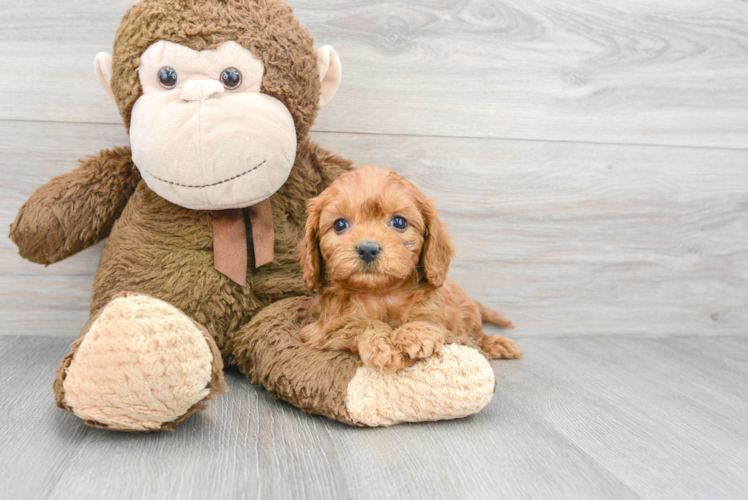 Hypoallergenic Cavoodle Poodle Mix Puppy