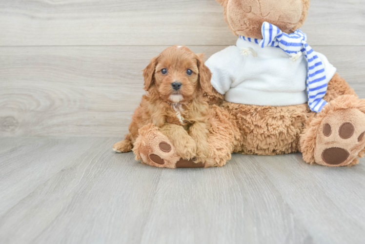 Small Cavapoo Baby