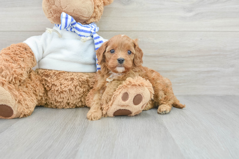 Popular Cavapoo Poodle Mix Pup