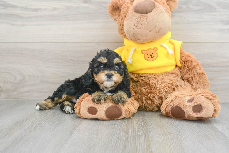 Cavapoo Puppy for Adoption