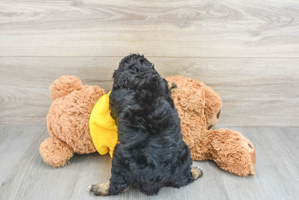 Energetic Cavoodle Poodle Mix Puppy