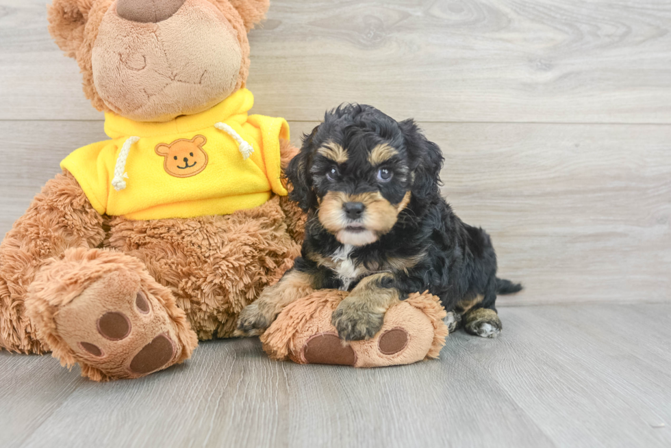 Best Cavapoo Baby