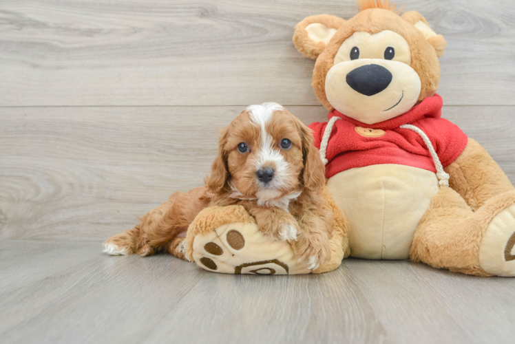 Happy Cavapoo Baby