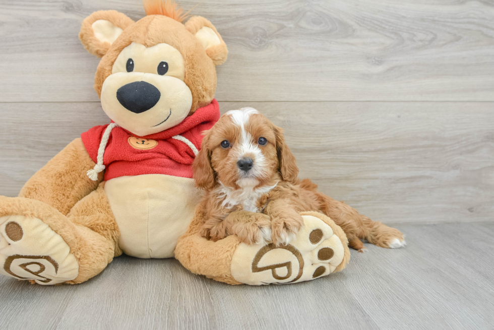 Cavapoo Pup Being Cute