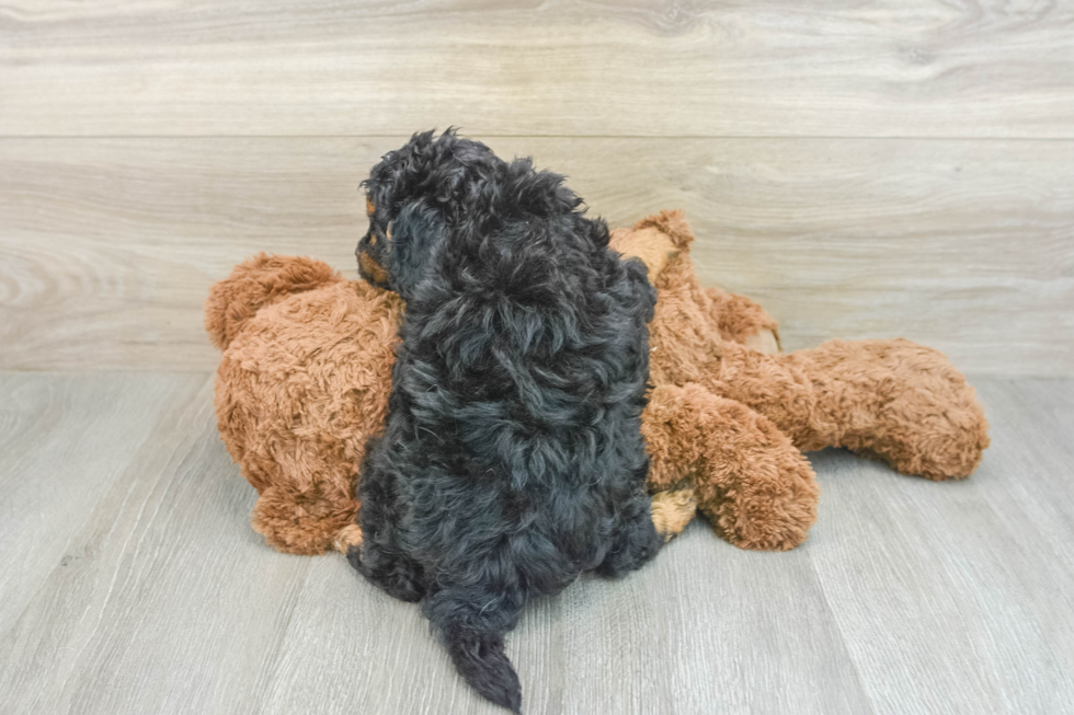 Smart Cavapoo Poodle Mix Pup