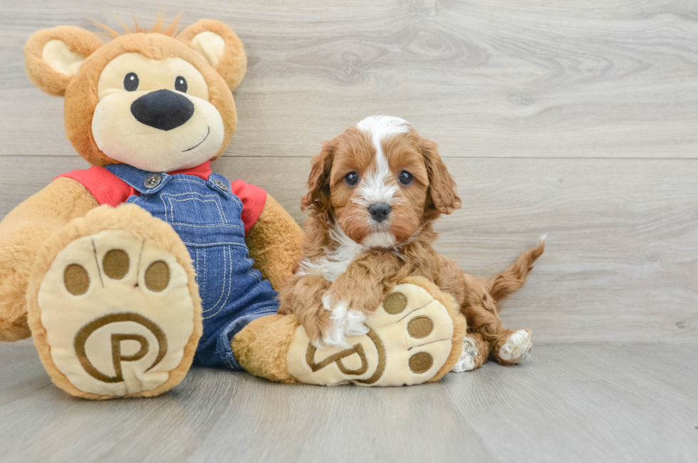 6 week old Cavapoo Puppy For Sale - Premier Pups