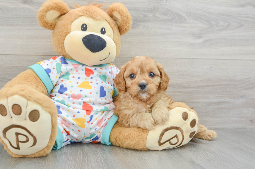 6 week old Cavapoo Puppy For Sale - Premier Pups