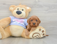 7 week old Cavapoo Puppy For Sale - Premier Pups