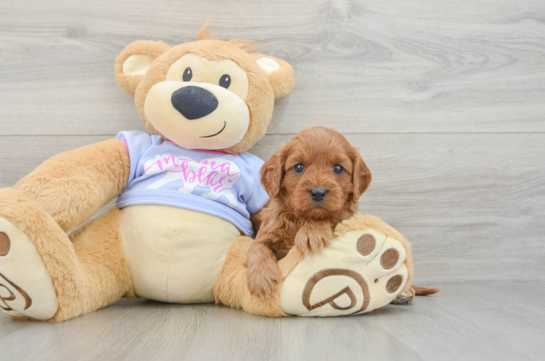 Smart Cavapoo Poodle Mix Pup