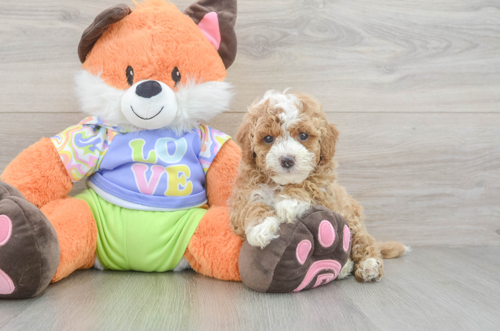 5 week old Cavapoo Puppy For Sale - Premier Pups