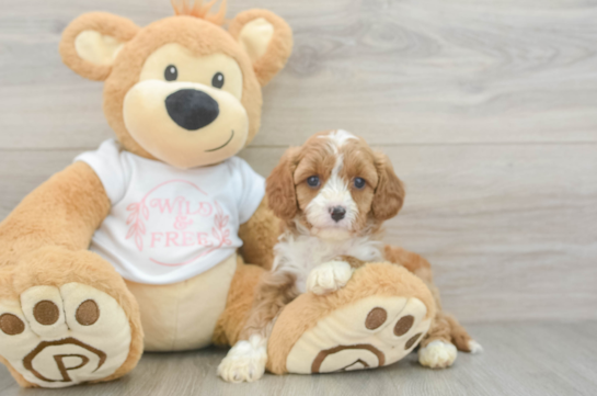 Best Cavapoo Baby
