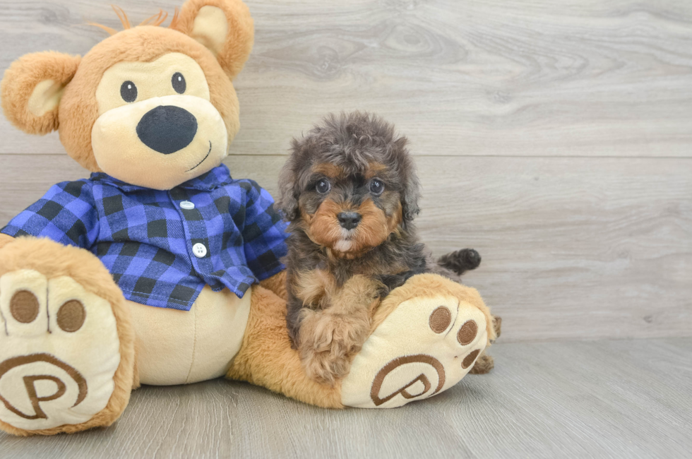5 week old Cavapoo Puppy For Sale - Premier Pups