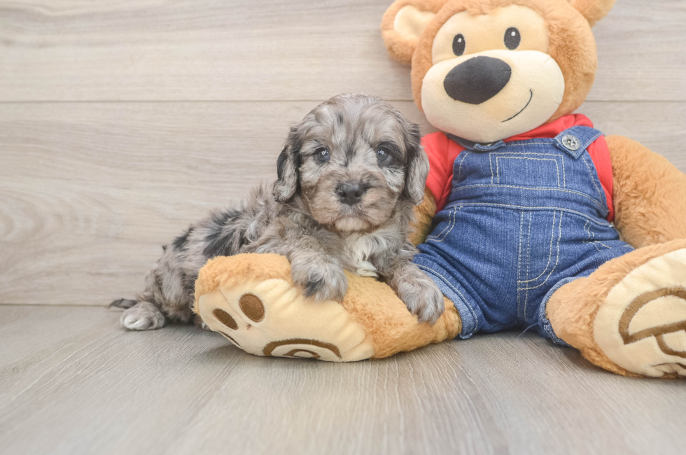 5 week old Cavapoo Puppy For Sale - Premier Pups