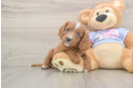 Energetic Cavoodle Poodle Mix Puppy