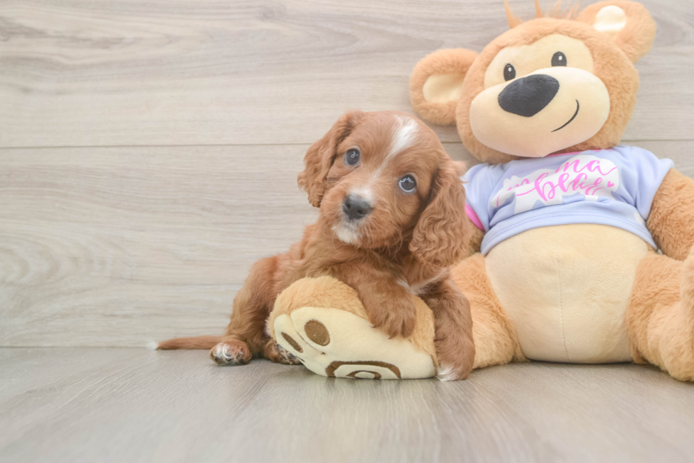 Energetic Cavoodle Poodle Mix Puppy