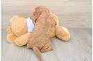 Popular Cavapoo Poodle Mix Pup