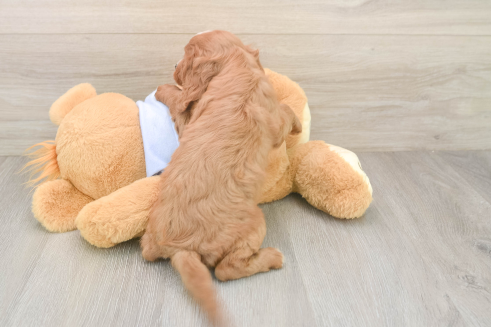 Popular Cavapoo Poodle Mix Pup