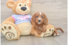 Energetic Cavoodle Poodle Mix Puppy