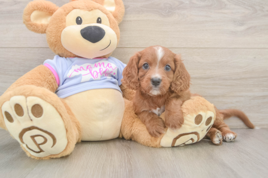 Energetic Cavoodle Poodle Mix Puppy