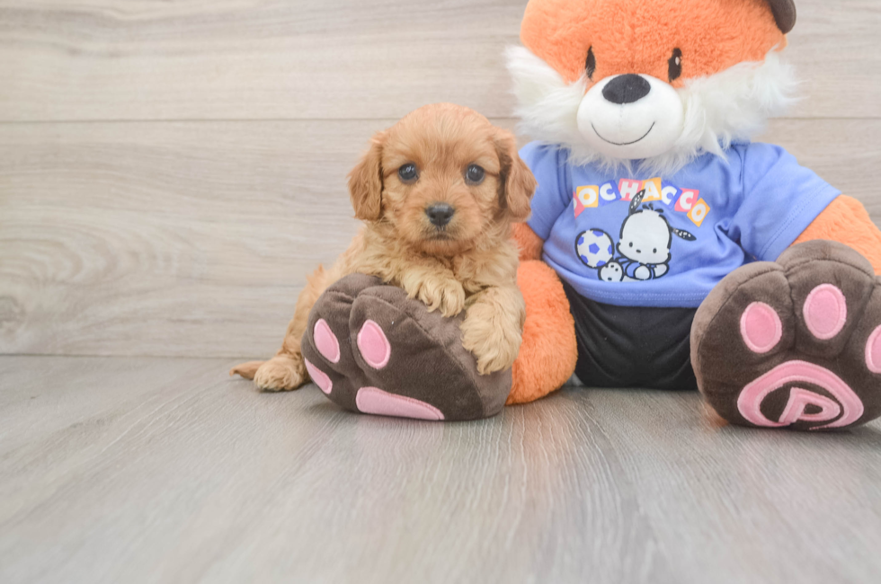 5 week old Cavapoo Puppy For Sale - Premier Pups