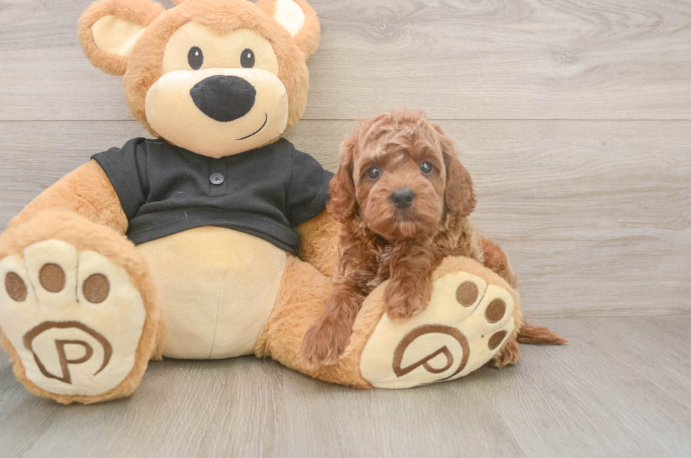 5 week old Cavapoo Puppy For Sale - Premier Pups