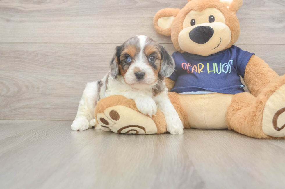 5 week old Cavapoo Puppy For Sale - Premier Pups