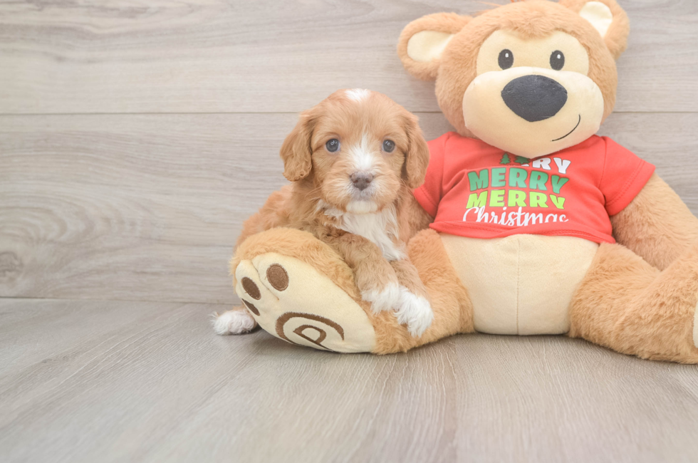 5 week old Cavapoo Puppy For Sale - Premier Pups